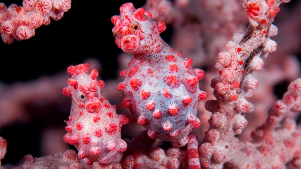 Wdr pygmy seahorses richard smith