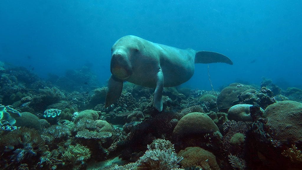 Timor leste dugong sm