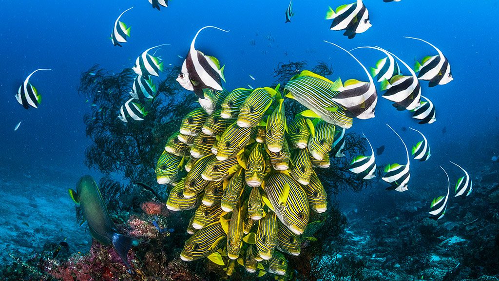 11 dewi nusantara liveaboard raja ampat indonesia sweetlips moorish idols