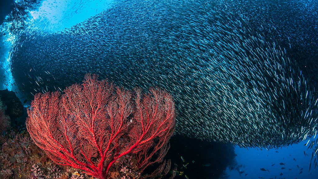 12 dewi nusantara liveaboard raja ampat indonesia sardine red fan