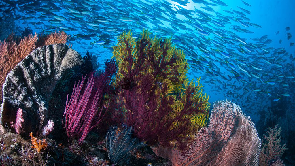 13 dewi nusantara liveaboard raja ampat indonesia soft coral schooling fish