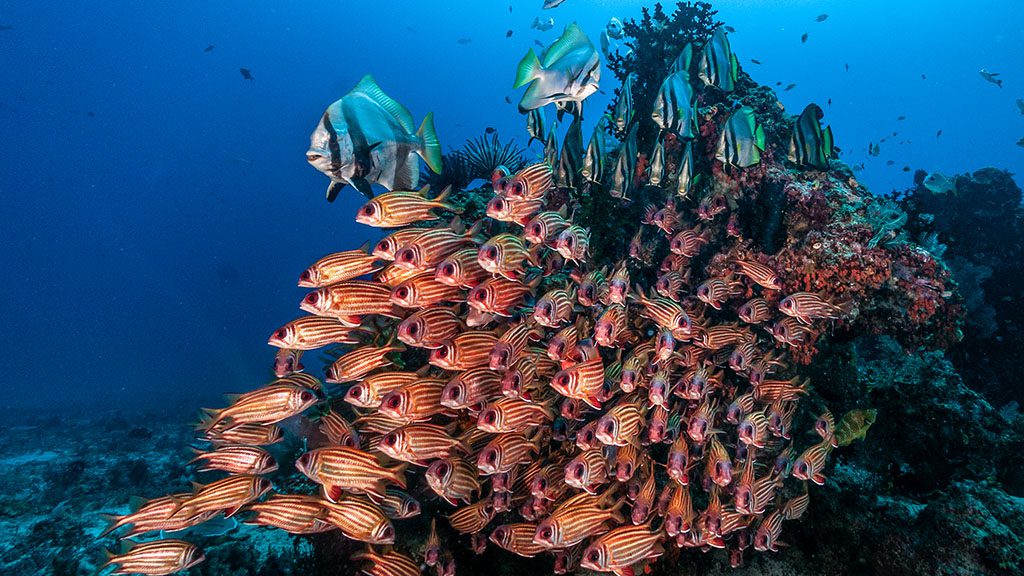 3 dewi nusantara liveaboard raja ampat indonesia cardinalfish