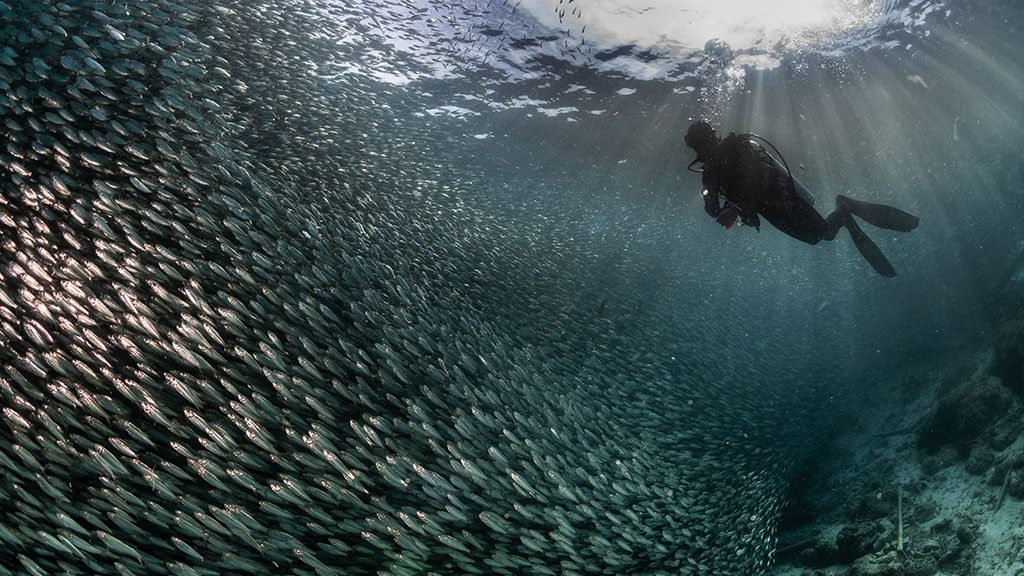 4 dewi nusantara liveaboard raja ampat indonesia diver schooling jacks