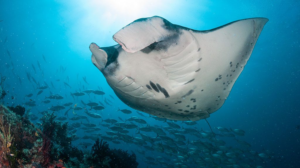 6 dewi nusantara liveaboard raja ampat indonesia manta