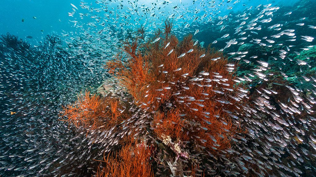 7 dewi nusantara liveaboard raja ampat indonesia neptunes reef