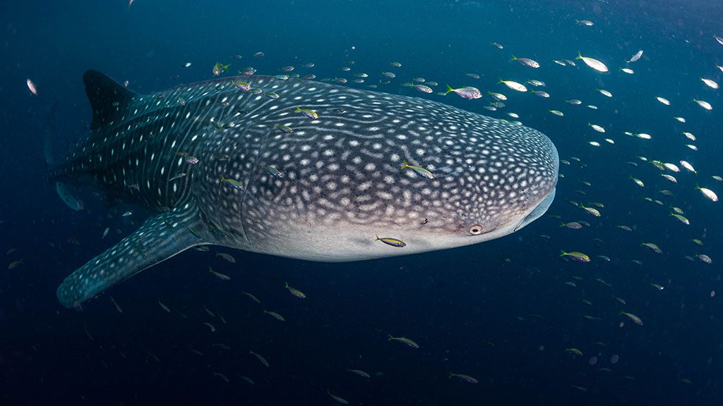 9 dewi nusantara liveaboard raja ampat indonesia whale shark