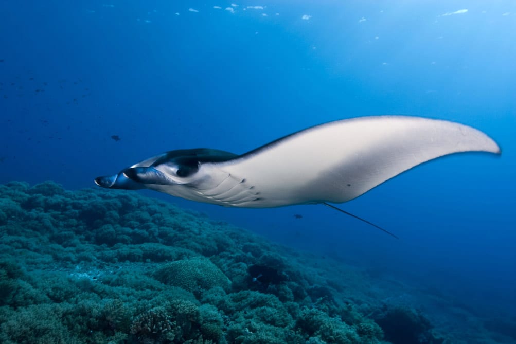 Atlantis azores liveaboard tubbataha mantas
