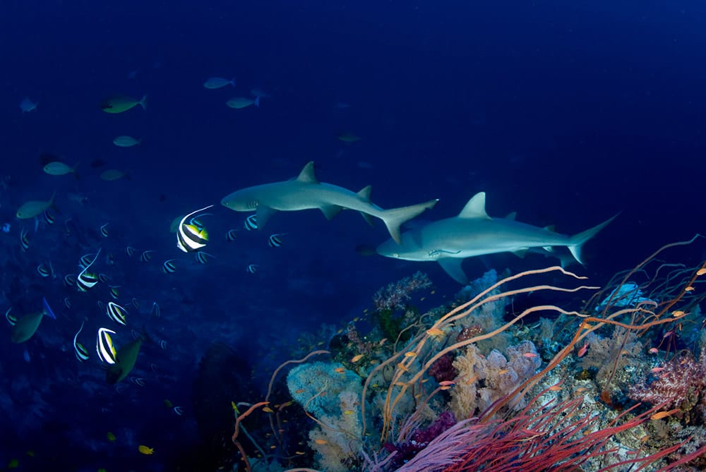 Atlantis azores liveaboard tubbataha underwater naturalist