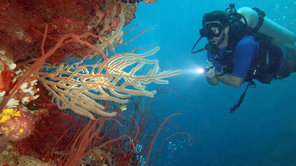 Dive fiji volivoli bligh water diveplanit diver and soft coral