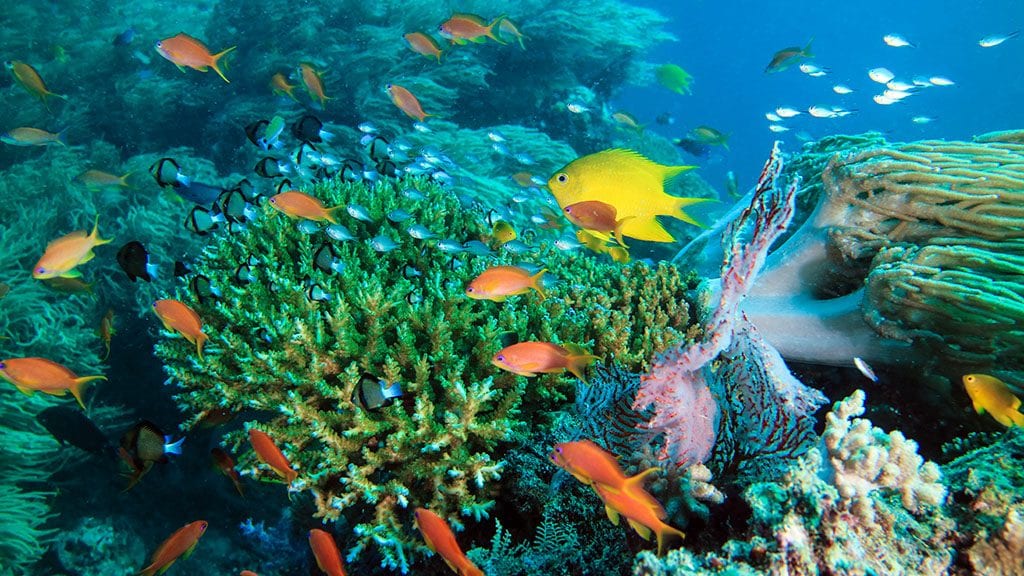 Dive fiji volivoli bligh water diveplanit reef fish