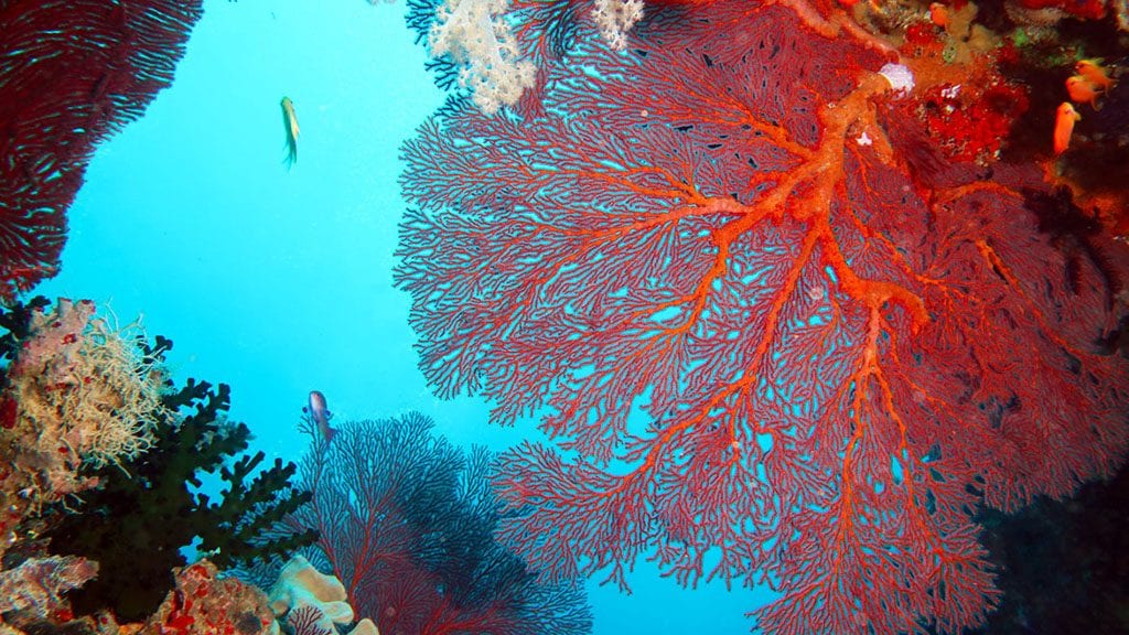 Dive fiji volivoli bligh water diveplanit seafan