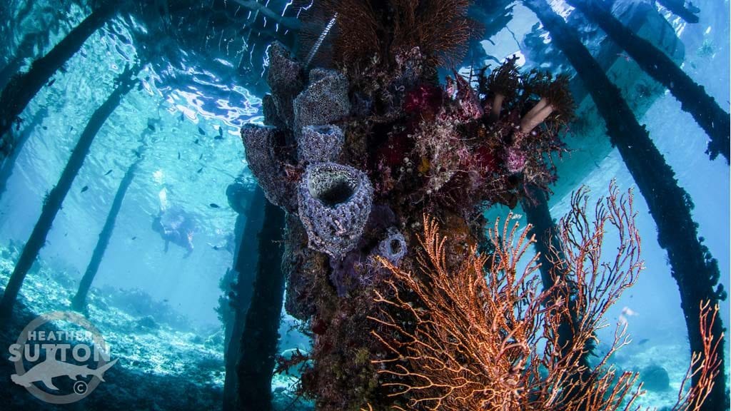 Dive raja ampat credit heather sutton arborek jetty pb