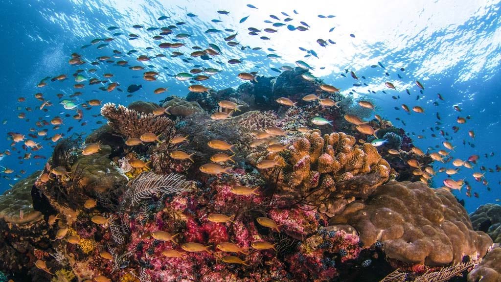 Dive raja ampat credit heather sutton coral scene pb
