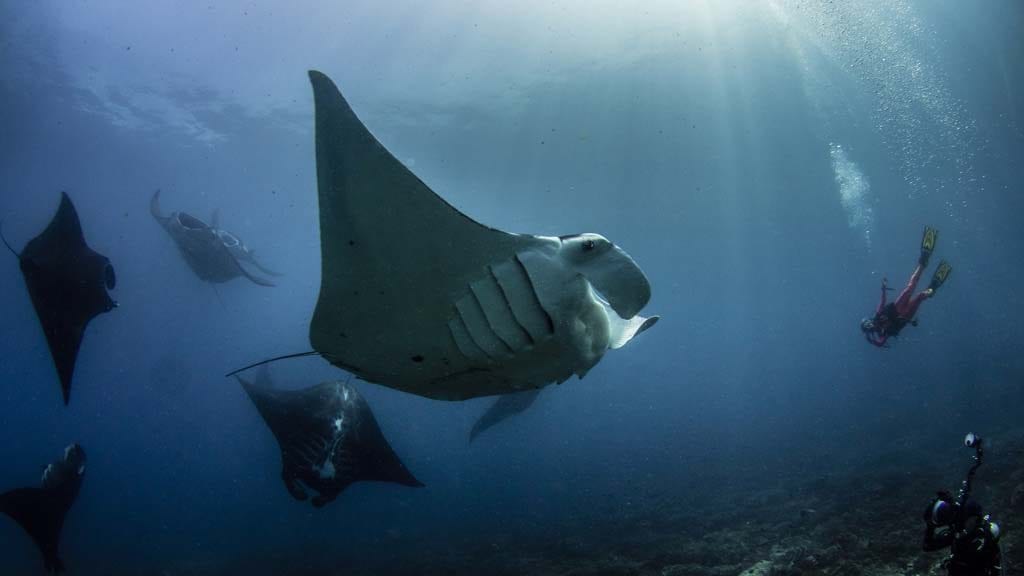 Dive raja ampat credit heather sutton manta sandy pb