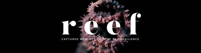 Photography Exhibition Captures Beauty and Resilience of Coral Reefs
