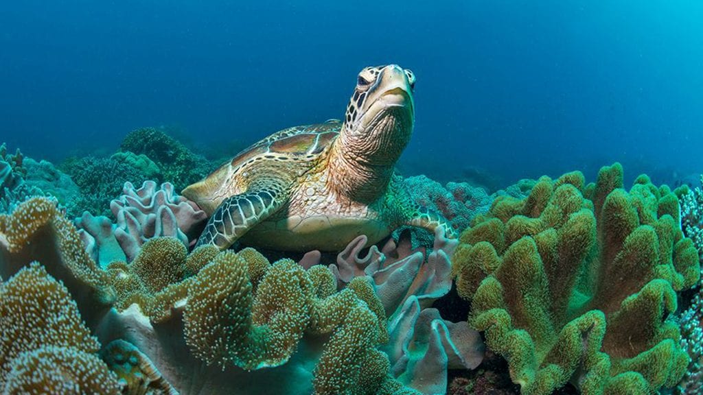Best dives philippines jayne jenkins turtle at apo island