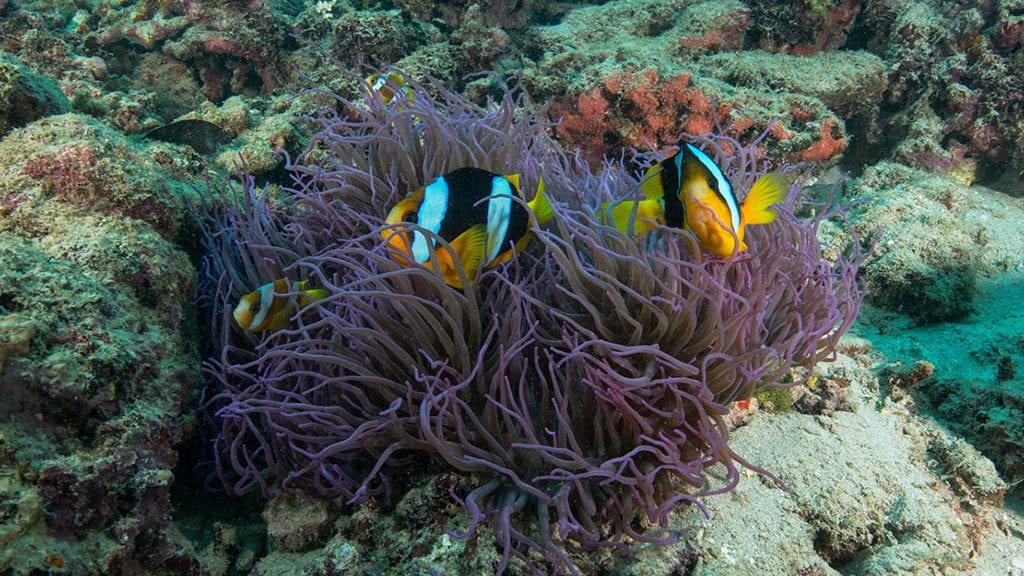 Coolidge purple anemone credit jayne jenkins jj