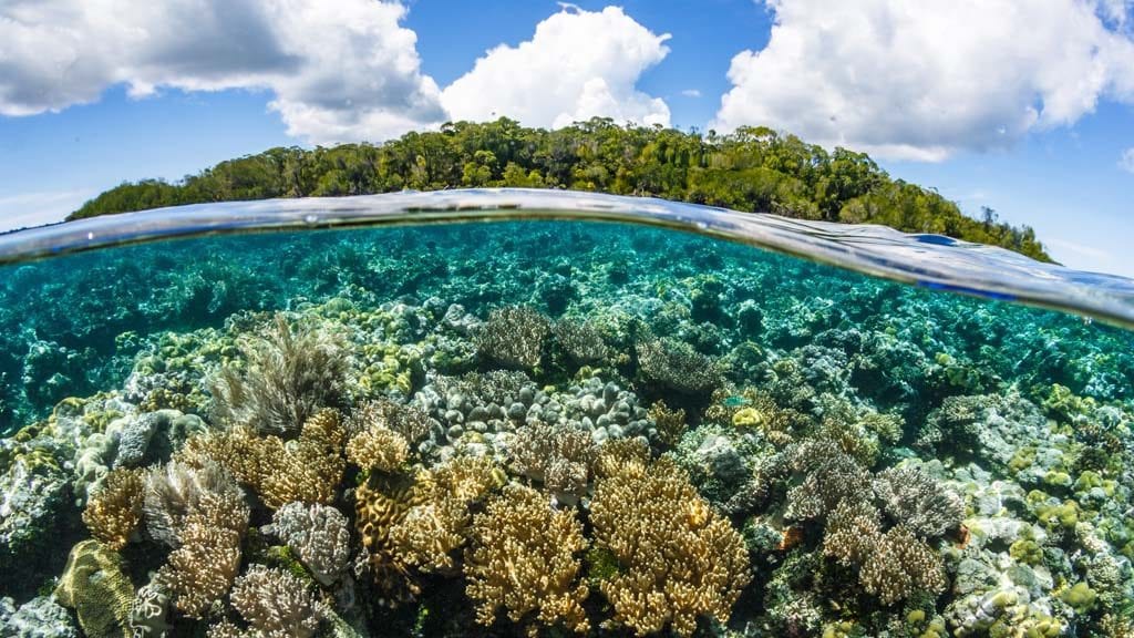 Dive papua new guinea lissenung island by grant thomas coral over under