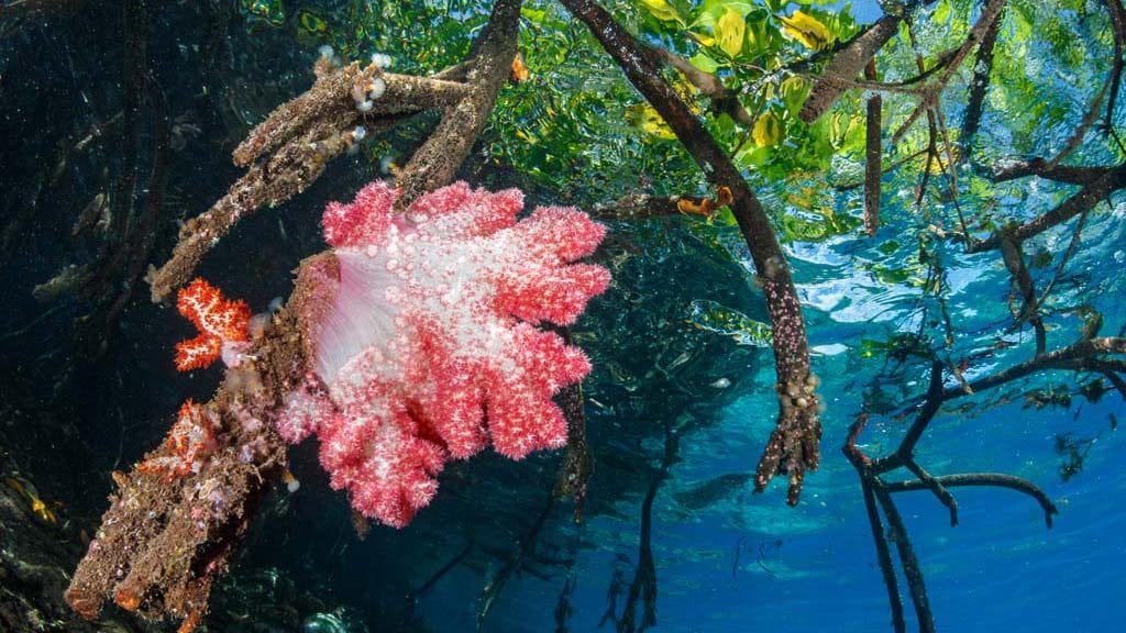 Dive papua new guinea lissenung island by grant thomas soft coral and mangrove