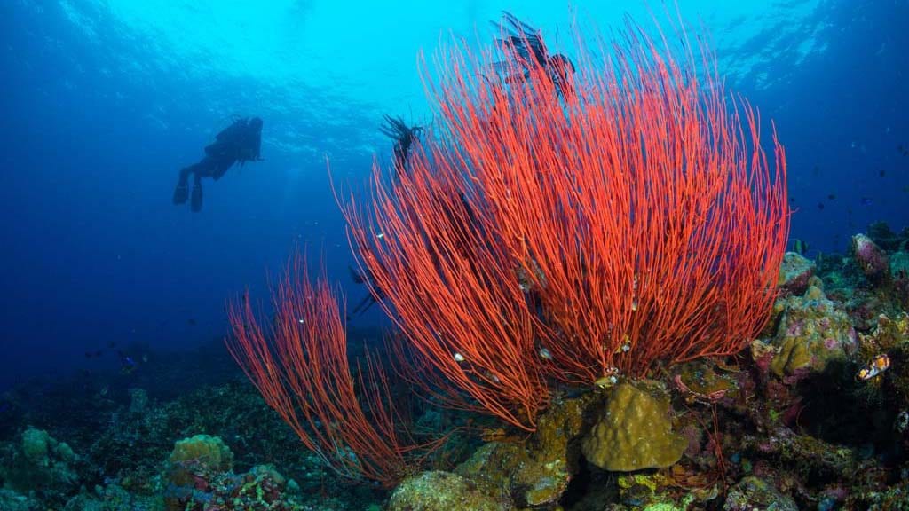 Dive papua new guinea lissenung island by grant thomas whip coral