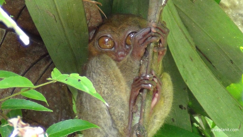 Tarsier eyes wide open at tarsier conservation area loboc bohol philippines