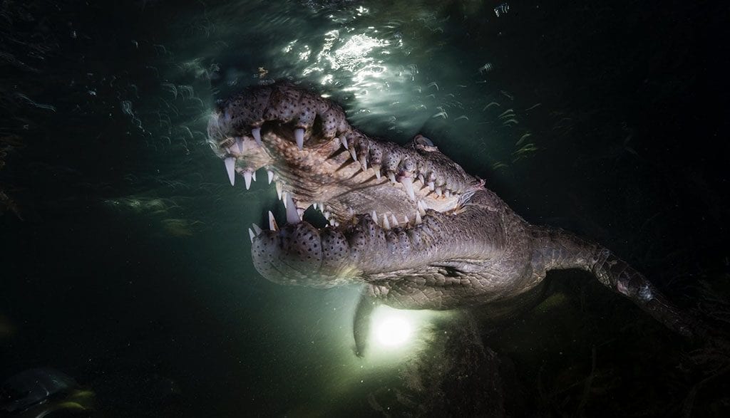 Underwater tour american crocodile gardens of the queen cuba credit david doubilet
