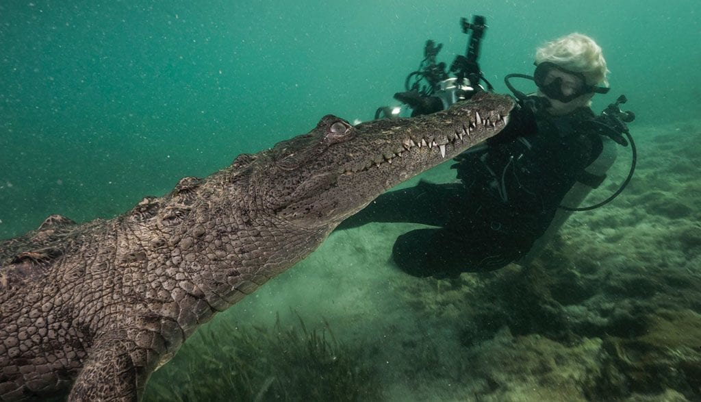 Underwater tour crocodile investigates jennifer hayes gardens of the queen cuba credit david doubilet