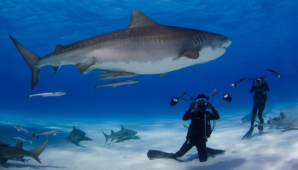 Underwater tour david doubilet and jennifer hayes on assignment