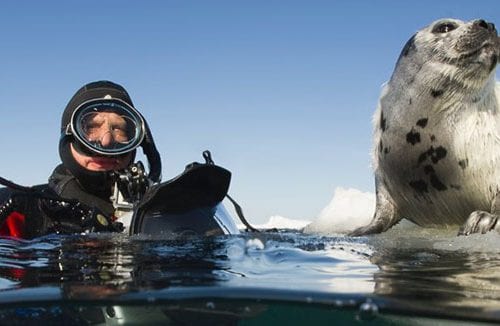 Underwater tour david doubilet on assignment with harp seal pups credit jennifer hayes banner