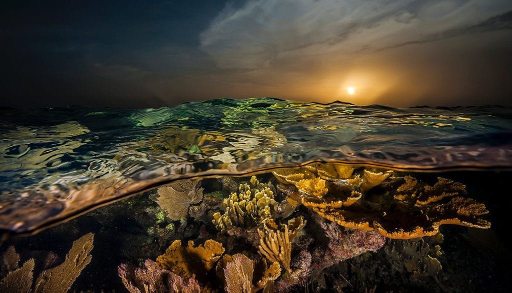 Underwater tour elkhorn coral gardens of the queen cuba credit jennifer hayes