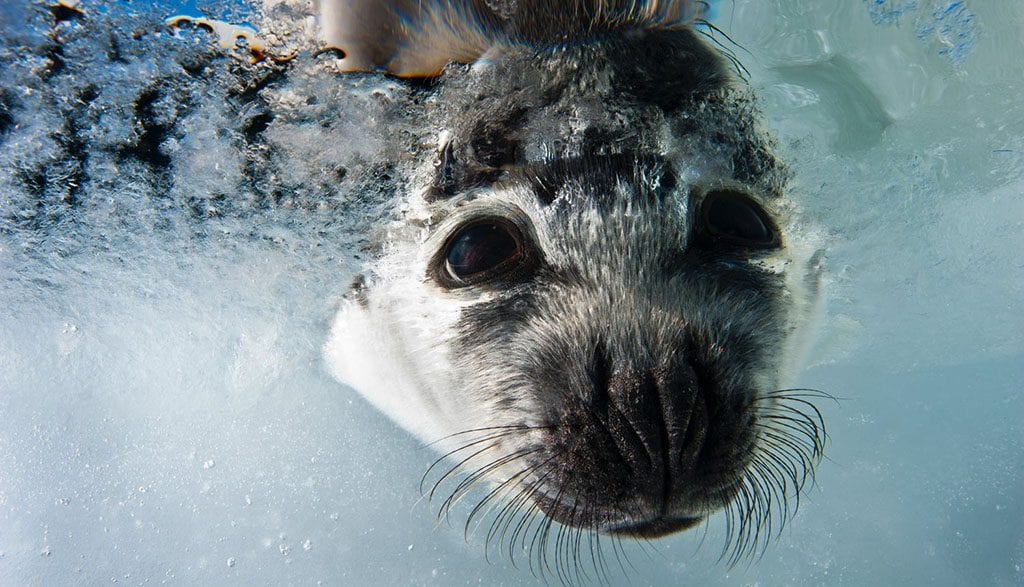 Underwater tour harp seal credit jennifer hayes