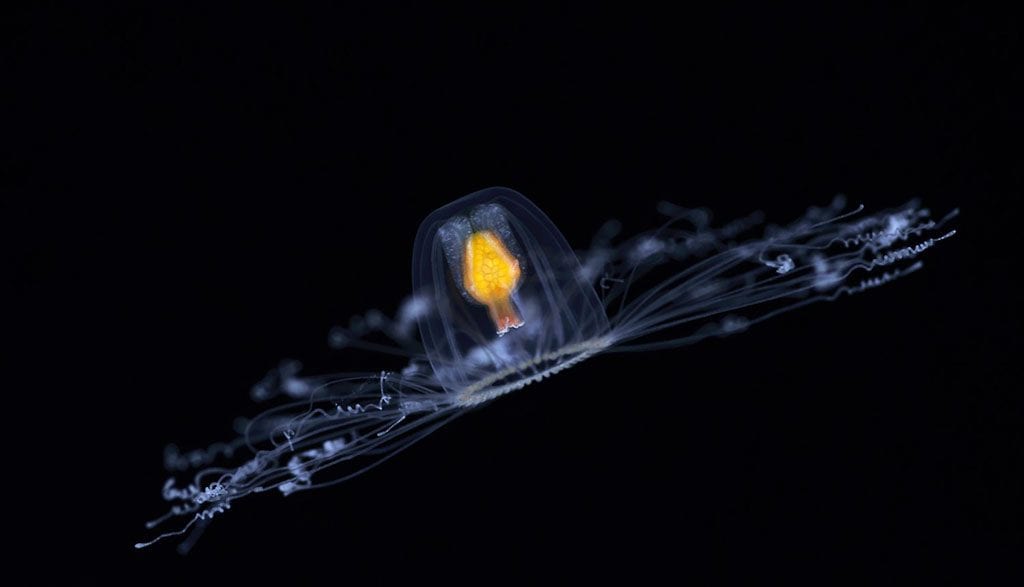 Underwater tour immortal jellyfish credit william tan
