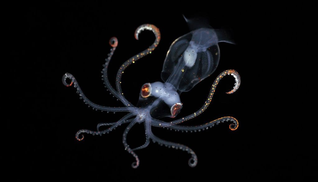 Underwater tour sharpear enope squid larva credit william tan