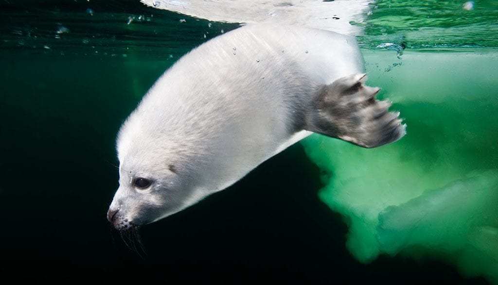 Underwater tour swimming harp seal pup credit david doubilet