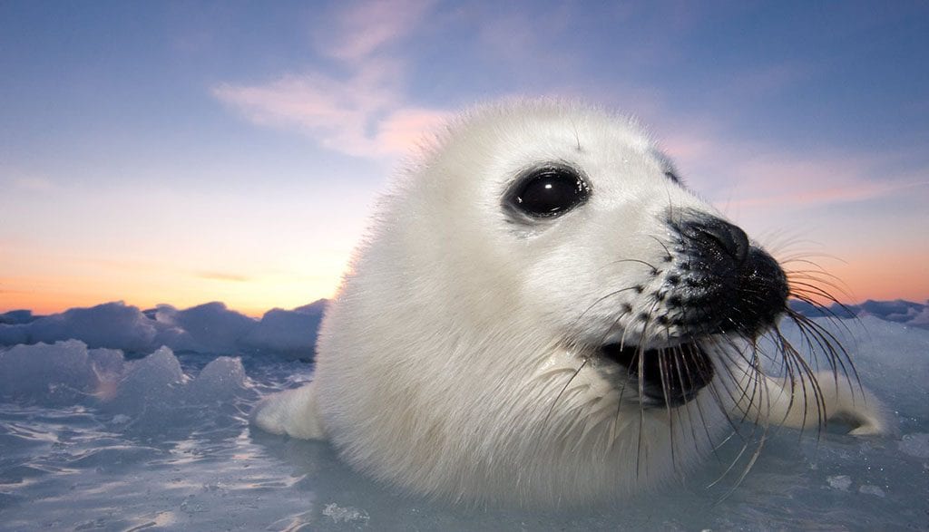 Underwater tour harp seal credit david doubilet