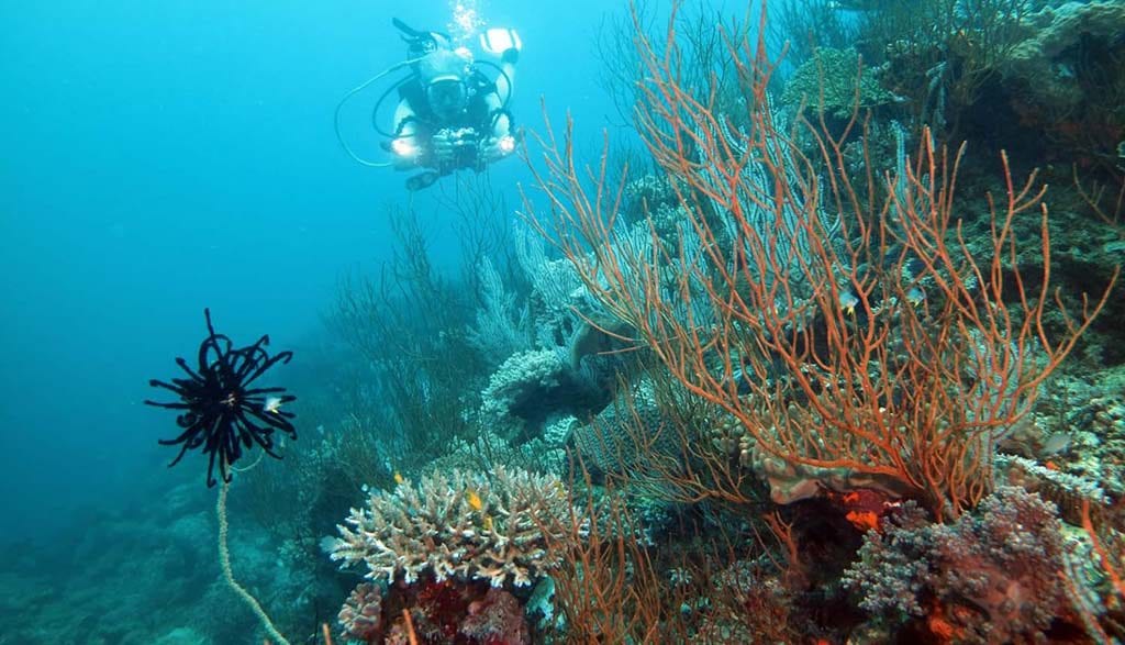 Dive fiji savusavu alex coral scene with diver