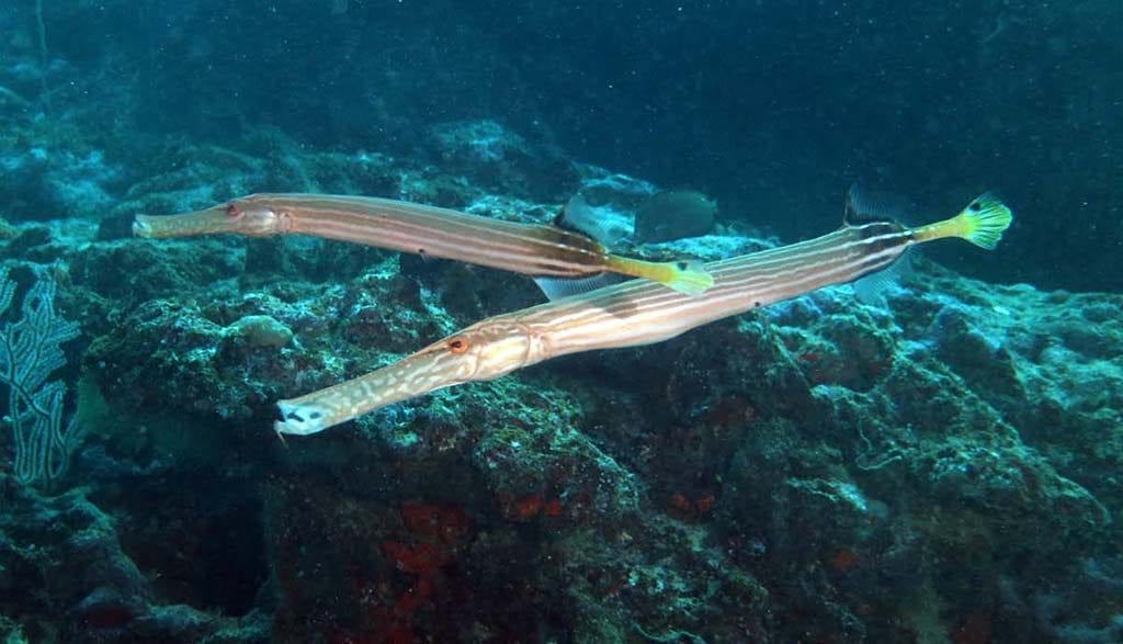 Dive fiji savusavu alex trumpet fish