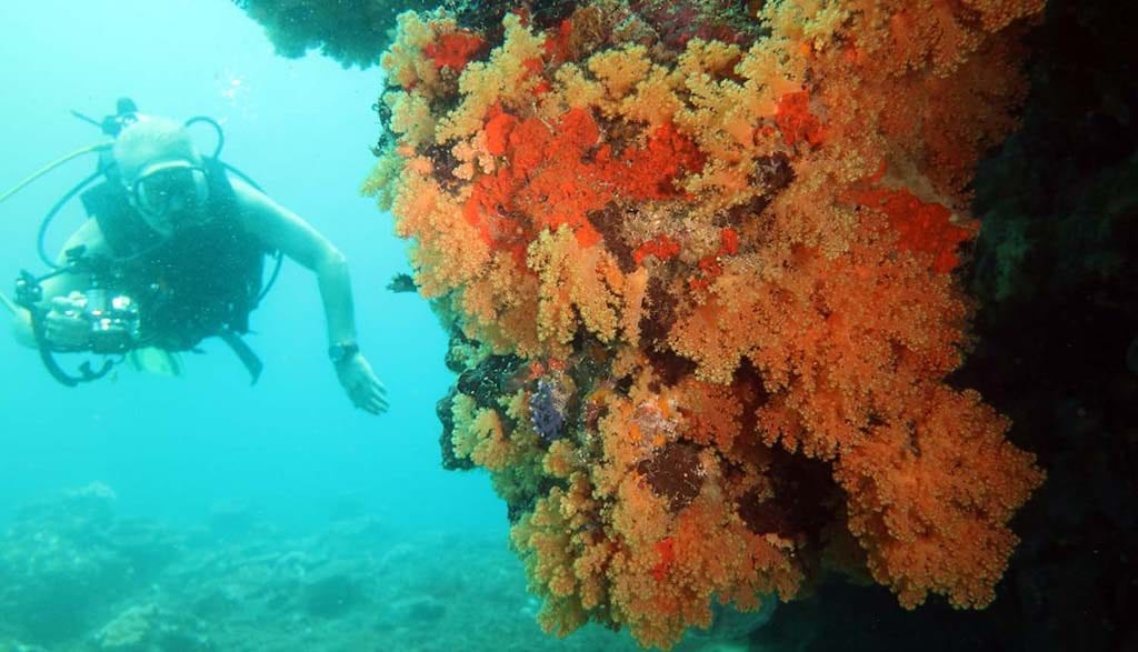 Dive fiji savusavu brothers dive site yellow soft coral and diver