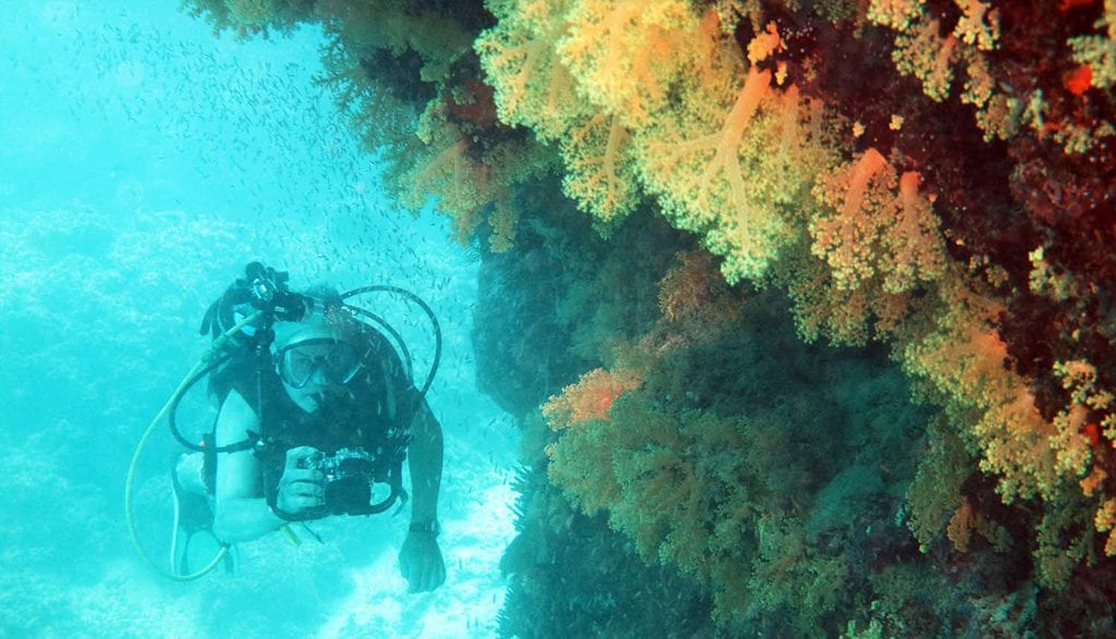 Dive fiji savusavu golden nuggets yellow soft coral overhang and diver