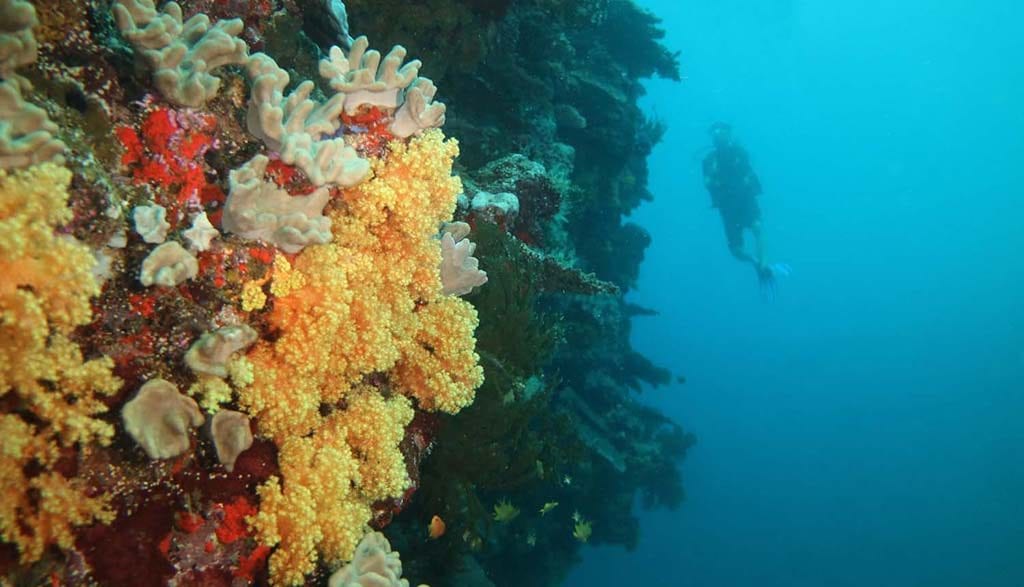 Dive fiji savusavu dreadlocks diver
