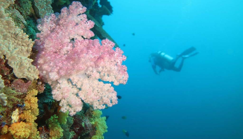 Dive fiji savusavu dreadlocks pink soft coral and diver