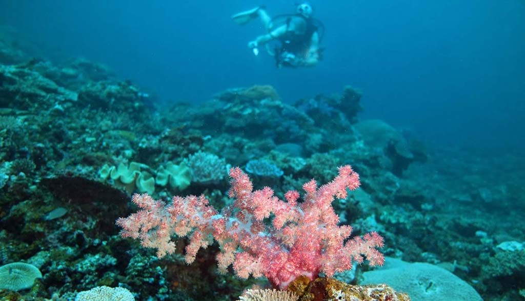 Dive fiji savusavu dreadlocks pink soft coral and diver