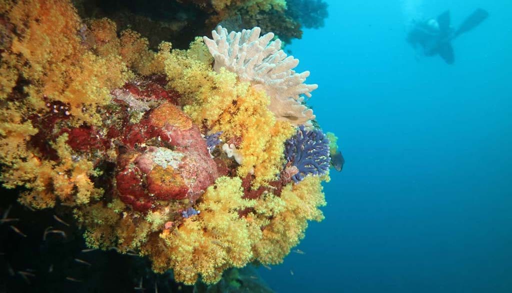 Dive fiji savusavu dreadlocks soft coral and diver