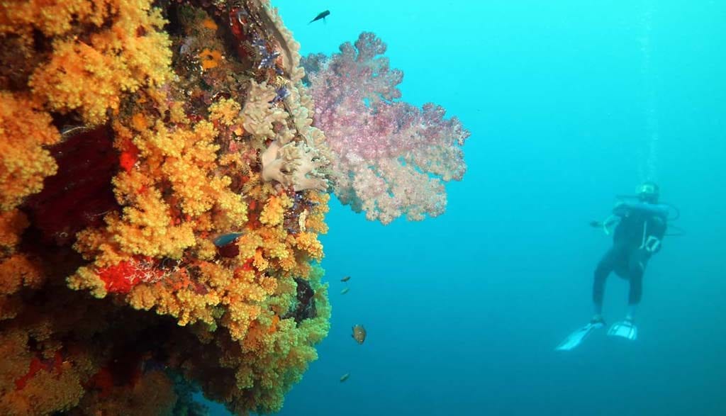 Dive fiji savusavu dreadlocks soft coral and diver