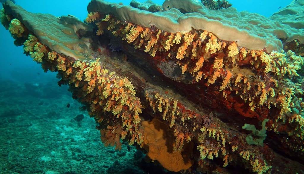 Dive fiji savusavu dreadlocks soft coral overhang