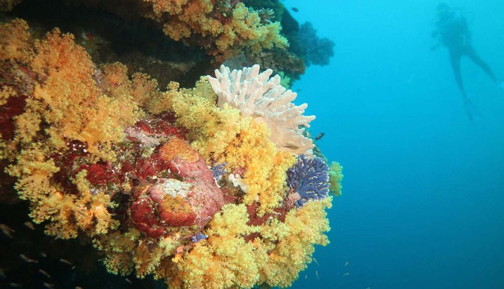 Dive fiji savusavu dreadlocks yellow soft coral and diver