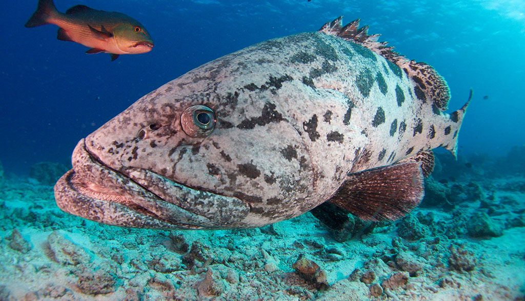 Great barrier reef spirit of freedom cod hole potato cod closeup