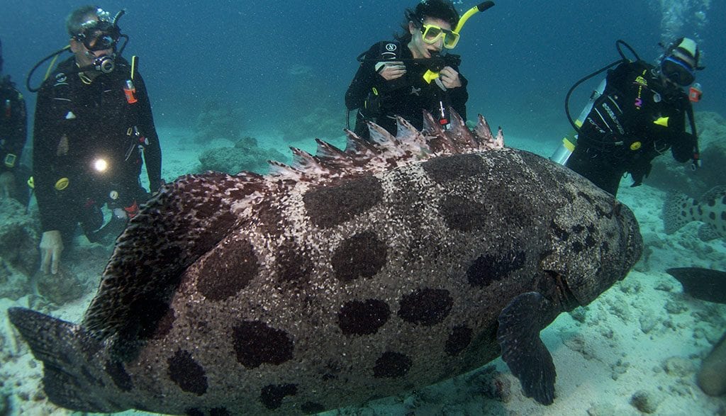 Great barrier reef spirit of freedom cod hole cod with divers