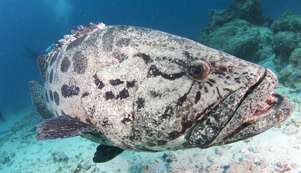 Great barrier reef spirit of freedom cod hole potato cod