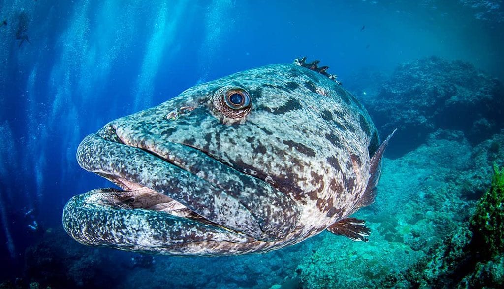 Great barrier reef spirit of freedom cod hole potato cod credit lorenzo underwater